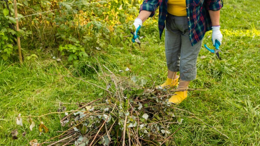 Čišćenje nasada dvogodišnje maline nakon berbe, za rodonosan zasad sljedeće sezone