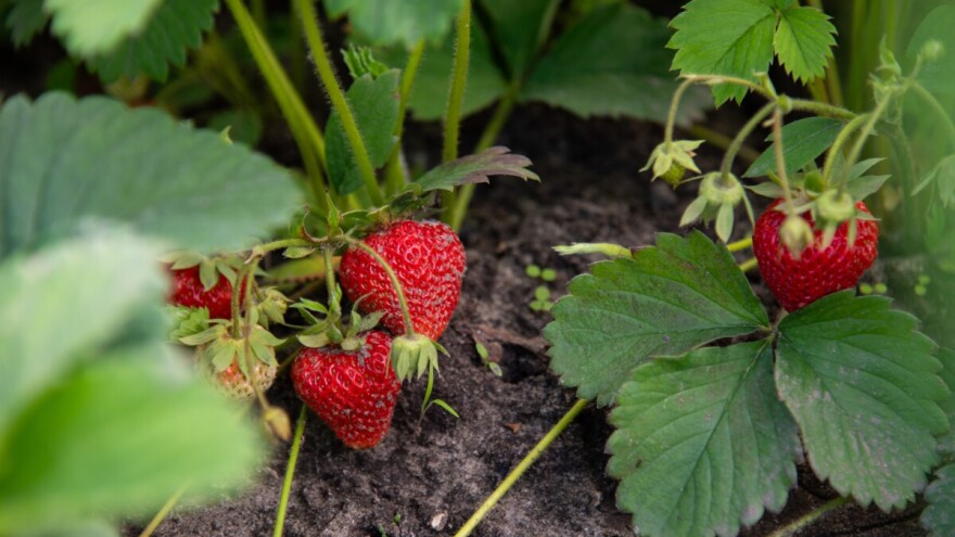 Prolećna priprema višegodišnjeg zasada jagode