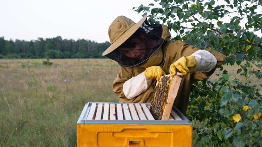 Pčelari, sve ste iskoristili - u potpunosti isplaćena omotnica iz Strateškog plana ZPP-a!