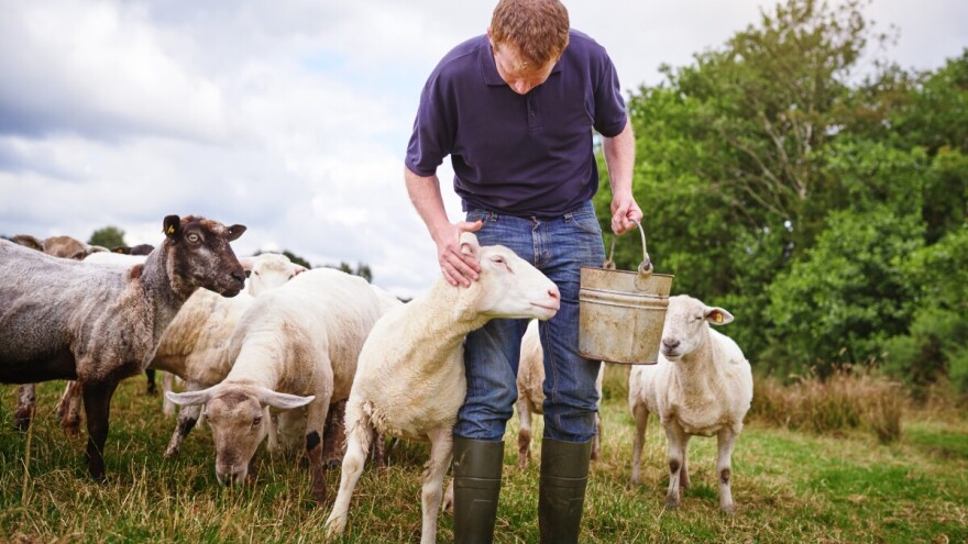 Stočari, podnesite zahtjev za potporu obnove potencijala u sektoru proizvodnje mesa
