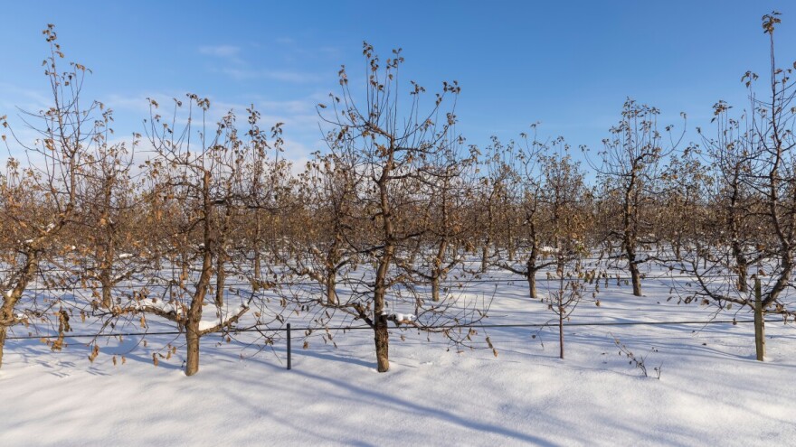 Utjecaj niskih temperatura i mraza na uzgoj voćaka