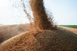 Otkupna cijena od 0,35 pfeninga nije dovoljna za opstanak proizvodnje pšenice, upozoravaju ratari