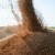 Otkupna cijena od 0,35 pfeninga nije dovoljna za opstanak proizvodnje pšenice, upozoravaju ratari
