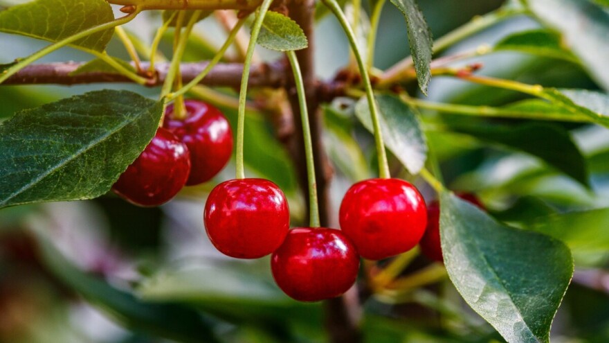 Sušenje grančica i trulež plodova (Monilija)