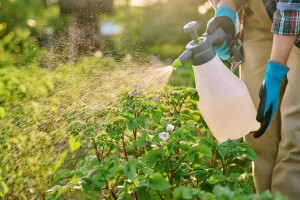 Zaštita krumpira od bolesti i štetnika tijekom vegetacije