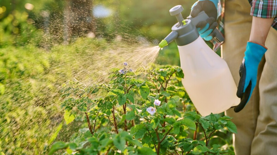 Zaštita krumpira od bolesti i štetnika tijekom vegetacije