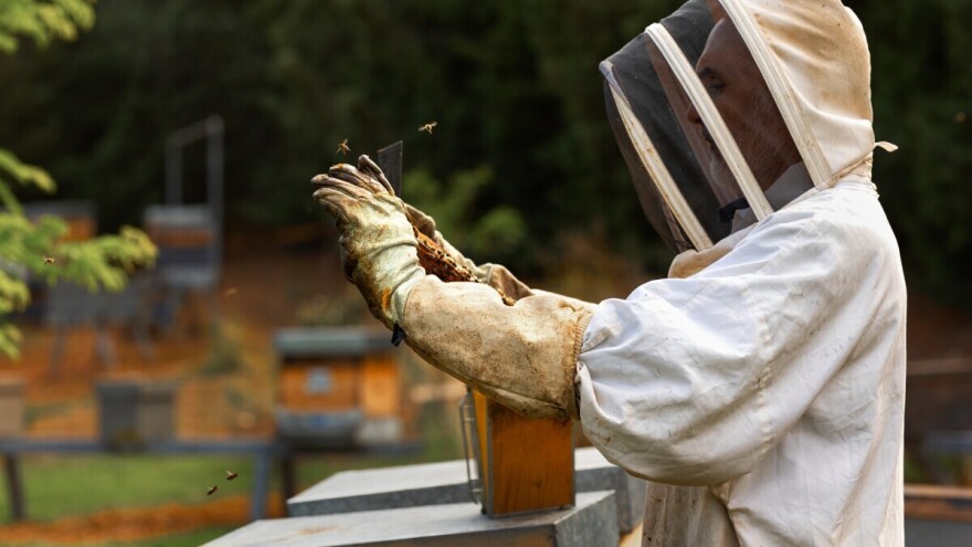 Budućnost pčelarstva u digitalnom dobu: Kako tehnologija transformiše drevni zanat?