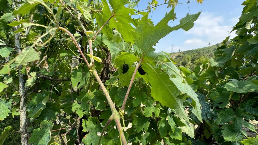Slični su zlatnim marama, uništavaju voćke i lozu - kako suzbiti zelenog i lozinog zlatara?