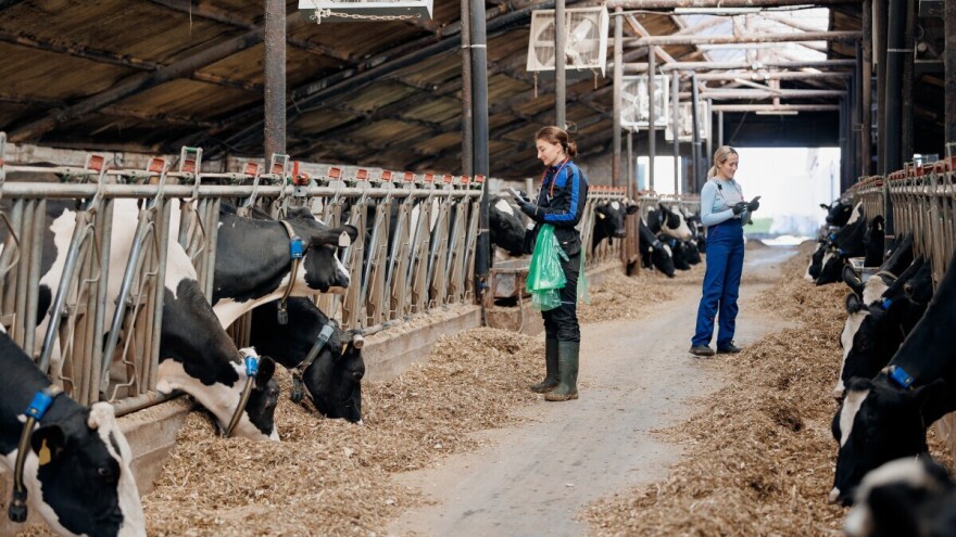 Prvi u svijetu "angažirali" umjetnu inteligenciju u svrhu dobrobiti mliječnih krava