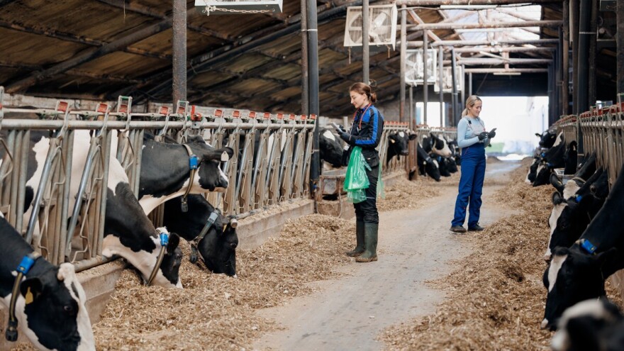 Prvi u svijetu "angažovali" umjetnu inteligenciju u svrhu dobrobit mliječnih krava