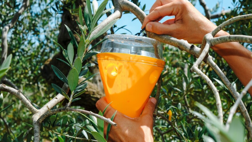 Maslinina muha prijeti, evo kako zaštititi nasade od štetnika