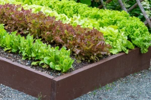 Uzgoj salate u plastenicima