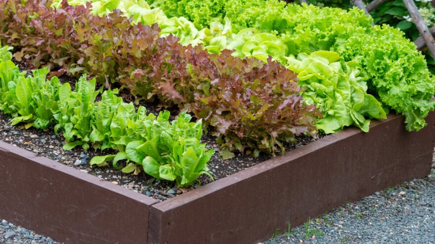 Uzgoj salate u plastenicima