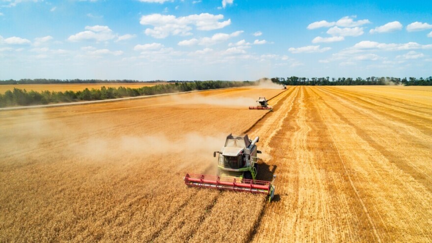 Pad cijena žitarica i uljarica na berzama, najveći bilježi uljana repica