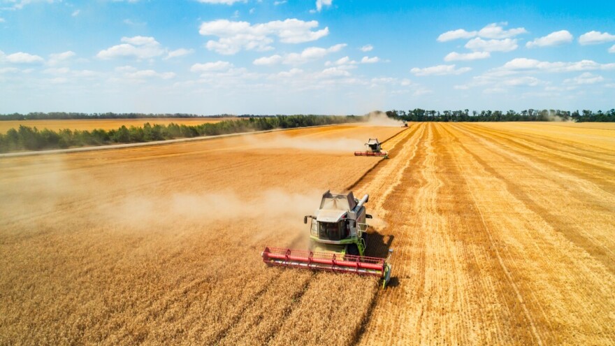 Pad cijena žitarica i uljarica na burzama, najveći bilježi uljana repica