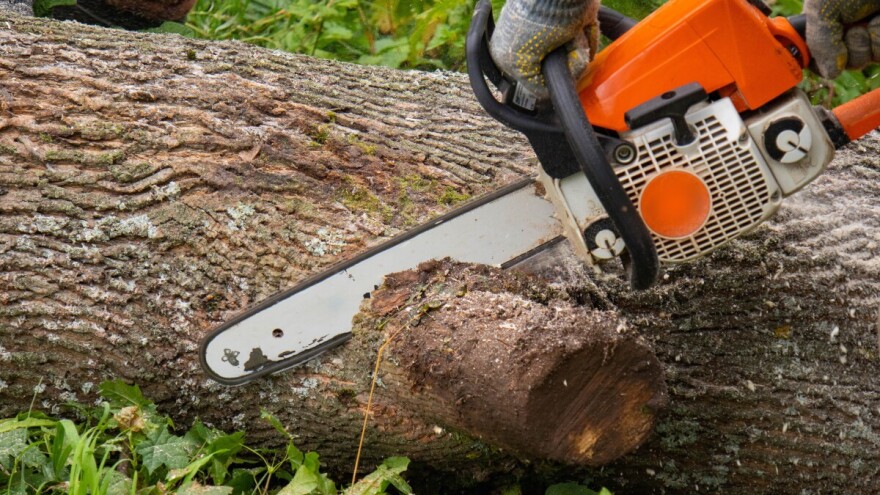 Vlasnici šuma odsad moraju imati dozvolu  za sječu