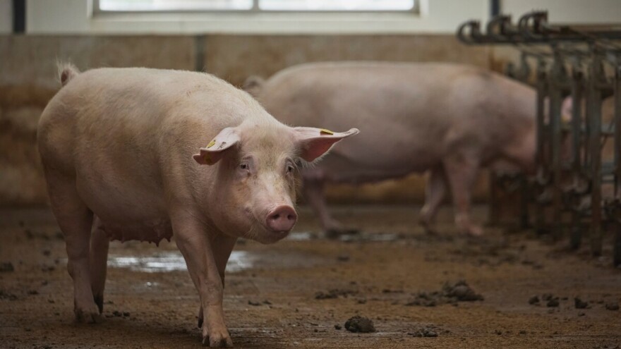 Otvoren Javni poziv za subvencionisanje kvalitetnih priplodnih grla