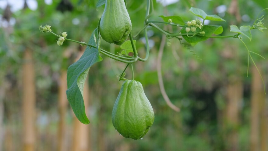 Chayotte - meksički krastavac