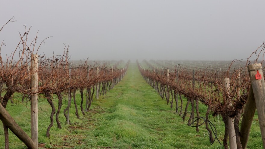 Zimsko prskanje voćaka i vinove loze
