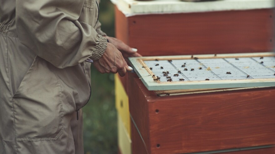 Revolucija u pčelarstvu? Novi senzori topline pomažu u zaštiti košnica