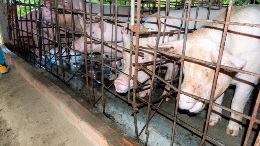 Posavina obnavlja svinjski fond: Sufinansirat će nabavku nazimica, ovo su uslovi