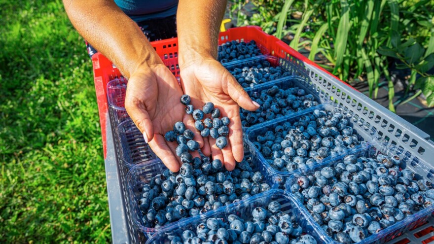 Od njih 288, tek dva proizvođača imaju više od 10 hektara borovnice u Hrvatskoj