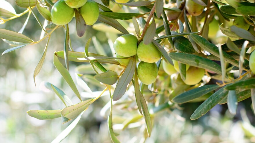 Pravilna rezidba maslina