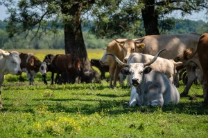 Stočari iz općine Jasenovac traže poništenje natječaja za dodjelu zemljišta, angažirali odvjetnika