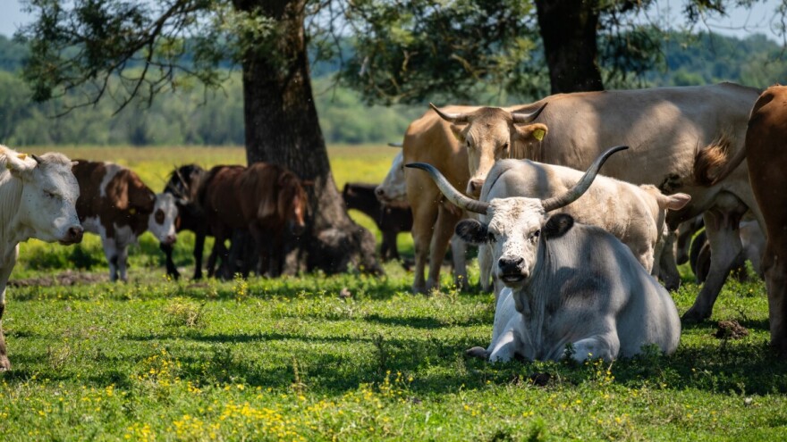 Stočari iz općine Jasenovac traže poništenje natječaja za dodjelu zemljišta, angažirali odvjetnika