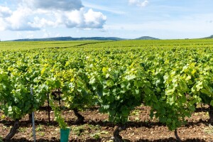 Proljetna gnojidba vinograda