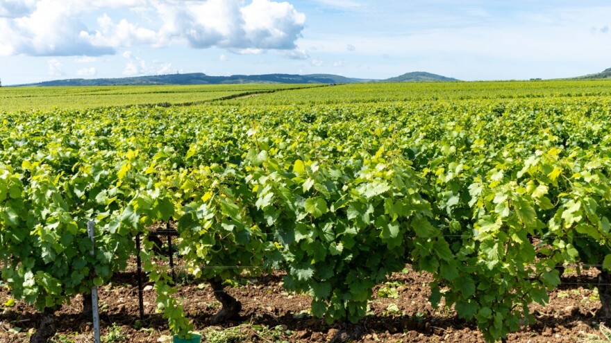 Proljetna gnojidba vinograda