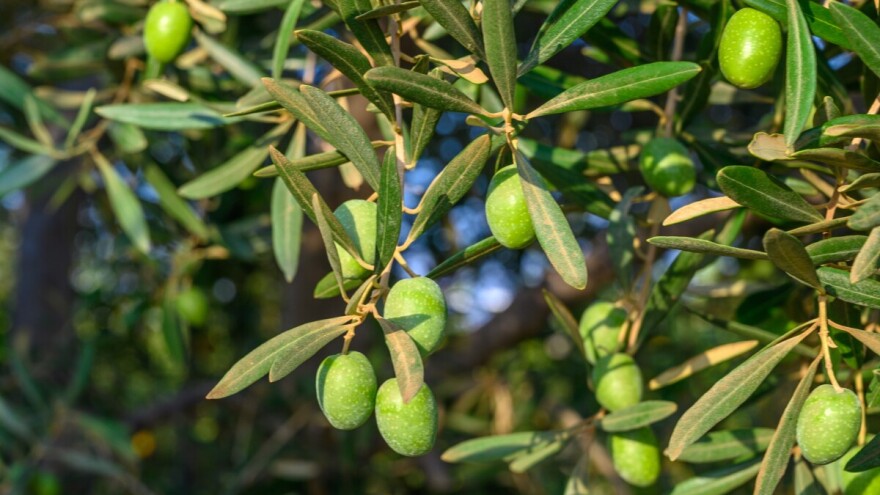Oplodnja i opadanje plodova masline
