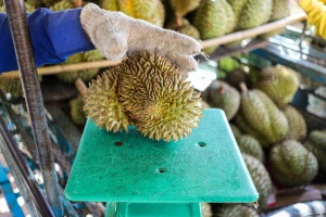 Tradicionalne lidere na tržištu svježeg voća istiskuju durian i borovnice