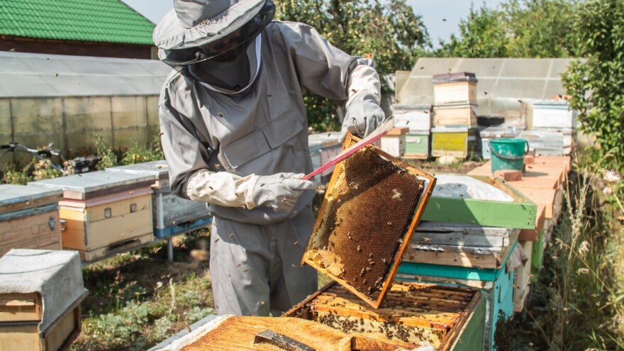 Pčelari, podnesite zahtjev za isplatu potpora za intervencije iz Stateškog plana ZPP-a