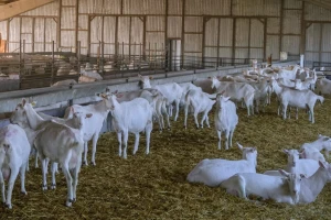 Koza će se jariti? Osigurajte joj kvalitetnu hranu i čistu stelju
