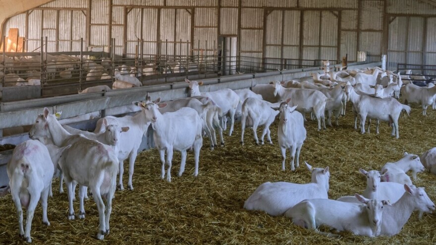 Koza će se jariti? Osigurajte joj kvalitetnu hranu i čistu stelju