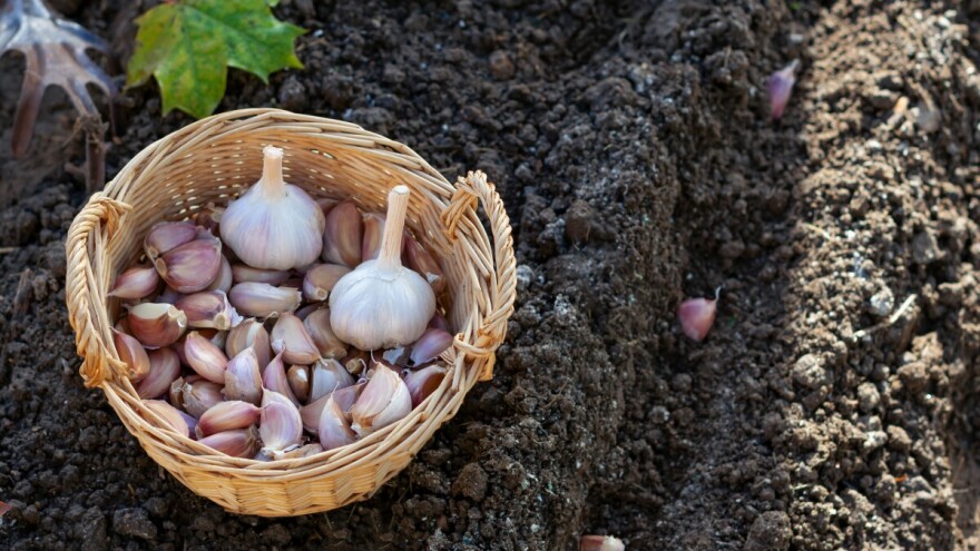 Jesenska sadnja češnjaka