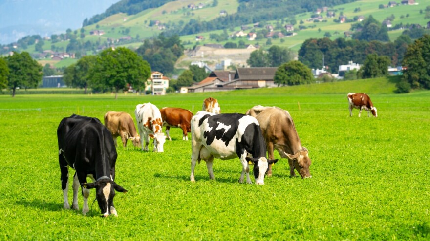 Reagirali stočari: Poljoprivrednici bez informacija o bedrenici već 10 dana