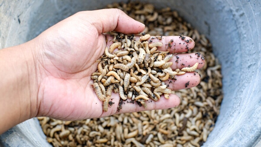 Slaba potražnja za hranom od kukaca? Najveća skandinavska tvornica insekata u problemu