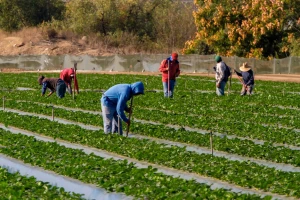 Zbog straha od deportacije u Bakersfieldu 75% poljoprivrednih radnika nije došlo na posao?
