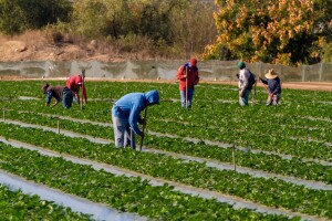 Zbog straha od deportacije u Bakersfieldu 75% poljoprivrednih radnika nije došlo na posao?
