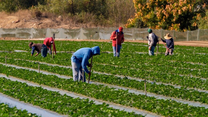 Zbog straha od deportacije u Bakersfieldu 75% poljoprivrednih radnika nije došlo na posao?