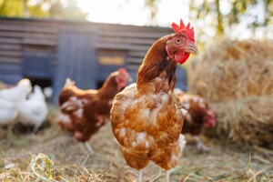 Sud zabranio izraze veganska piletina i svinjetina jer zavarava potrošače