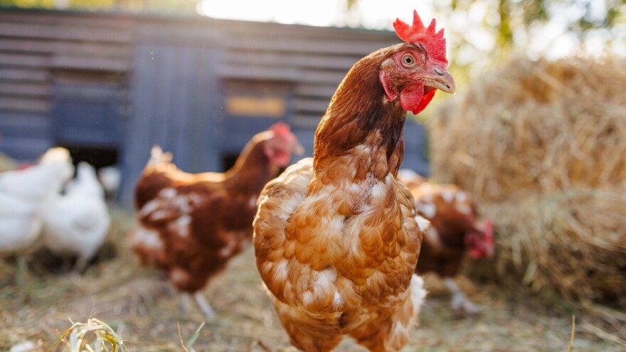 Sud zabranio izraze veganska piletina i svinjetina jer zavarava potrošače