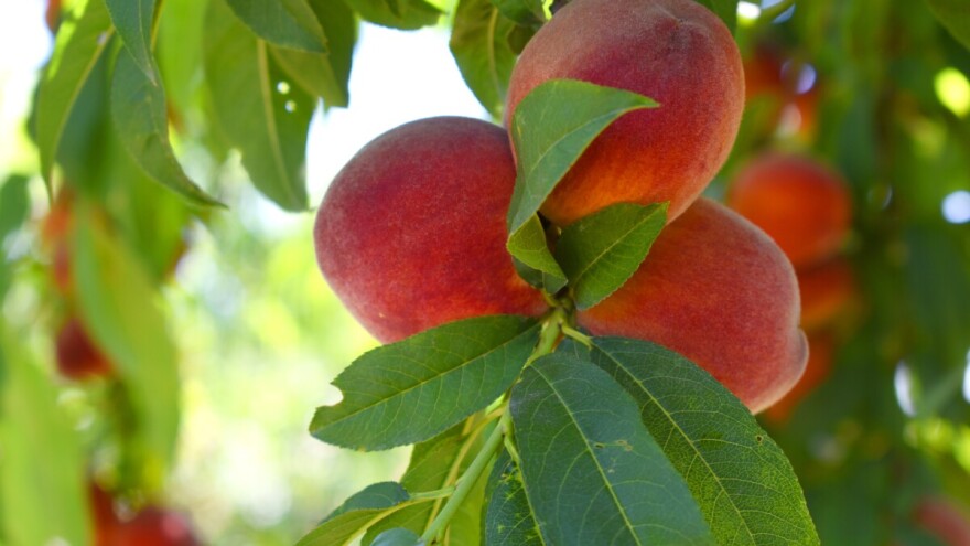 Mogućnosti suzbijanja bolesti bresaka i nektarina do cvatnje
