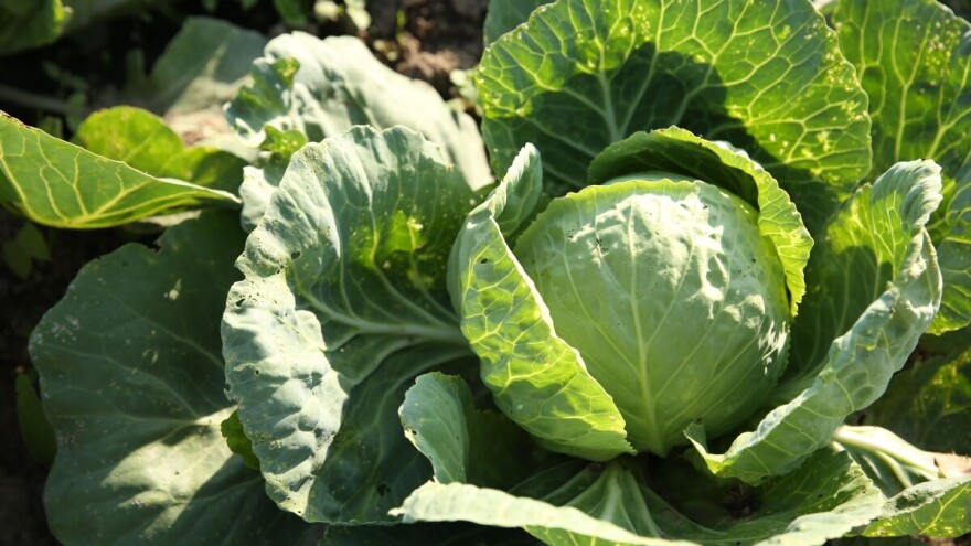 Varaždinski kupus - najpoznatiji hrvatski kultivar povrća