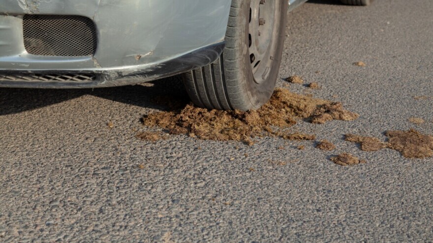 Zakonom žele da doskoče dosljenicima iz gradova kojima smeta miris balege i kukurikanje