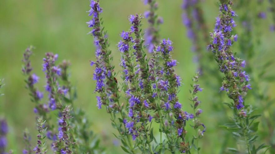 Miloduh - mili dašak našeg priobalja