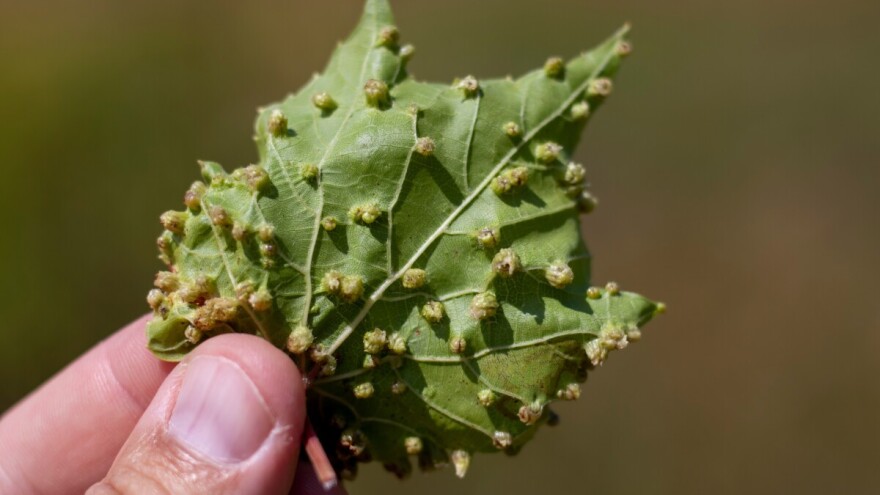 Ima li spasa kada filoksera napadne vinovu lozu?