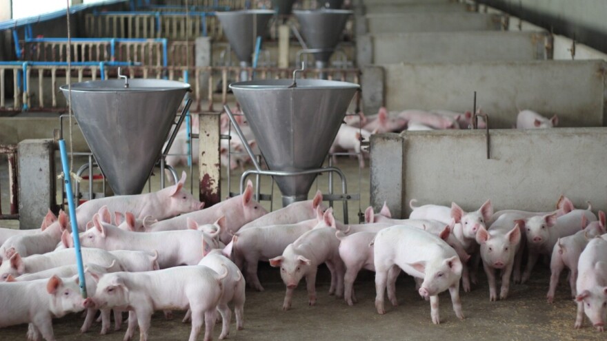 Jedna županija drži više svinja nego pola Hrvatske zajedno - evo tko nosi proizvodnju